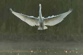 Czapla biała - Ardea alba - Western Great Egret
