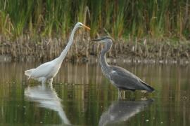 Czapla siwa - Ardea cinerea -Grey Heron