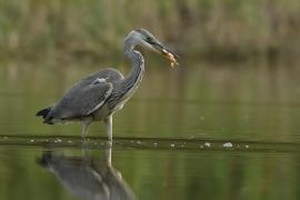 Czapla siwa - Ardea cinerea -Grey Heron