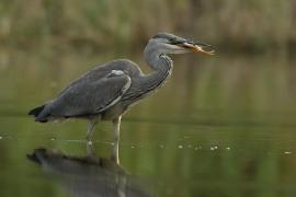 Czapla siwa - Ardea cinerea -Grey Heron