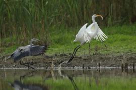 Czapla siwa - Ardea cinerea -Grey Heron