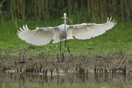 Czapla biała - Ardea alba - Western Great Egret
