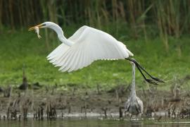 Czapla biała - Ardea alba - Western Great Egret