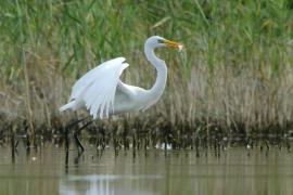 Czapla biała - Ardea alba - Western Great Egret