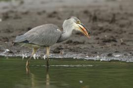 Czapla siwa - Ardea cinerea -Grey Heron