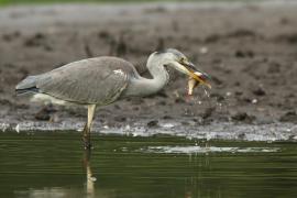 Czapla siwa - Ardea cinerea -Grey Heron