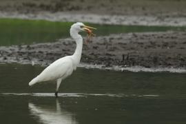 Czapla biała - Ardea alba - Western Great Egret