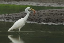 Czapla biała - Ardea alba - Western Great Egret