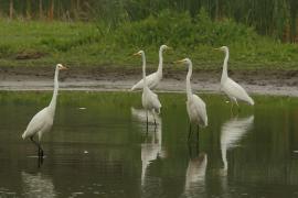 Czapla biała - Ardea alba - Western Great Egret