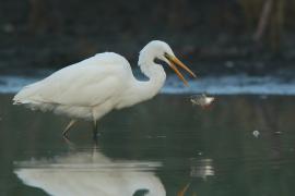 Czapla biała - Ardea alba - Western Great Egret