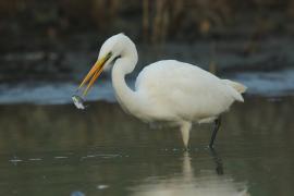Czapla biała - Ardea alba - Western Great Egret
