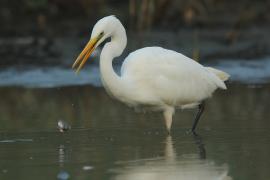 Czapla biała - Ardea alba - Western Great Egret