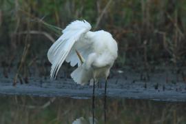 Czapla biała - Ardea alba - Western Great Egret