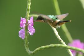 Sylfik czarnoczuby - Lophornis helenae - Black-crested Coquette