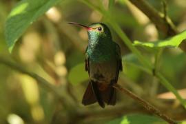 Szmaragdzik brązowosterny - Amazilia tzacatl - Rufous-tailed Hummingbird