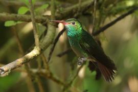 Szmaragdzik brązowosterny - Amazilia tzacatl - Rufous-tailed Hummingbird