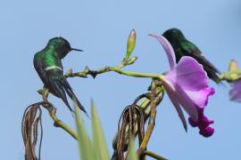 Kolcosterek zielony - Discosura conversii - Green Thorntail