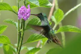 Szmaragdzik brązowosterny - Amazilia tzacatl - Rufous-tailed Hummingbird