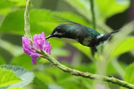 Kolcosterek zielony - Discosura conversii - Green Thorntail