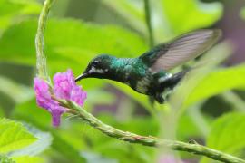 Kolcosterek zielony - Discosura conversii - Green Thorntail