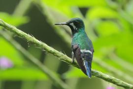 Kolcosterek zielony - Discosura conversii - Green Thorntail