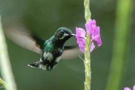 Kolcosterek zielony - Discosura conversii - Green Thorntail