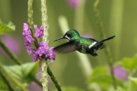 Kolcosterek zielony - Discosura conversii - Green Thorntail