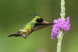 Sylfik czarnoczuby - Lophornis helenae - Black-crested Coquette