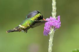 Sylfik czarnoczuby - Lophornis helenae - Black-crested Coquette