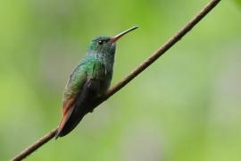 Szmaragdzik brązowosterny - Amazilia tzacatl - Rufous-tailed Hummingbird