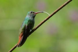 Szmaragdzik brązowosterny - Amazilia tzacatl - Rufous-tailed Hummingbird