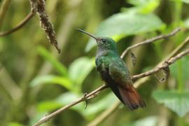 Szmaragdzik brązowosterny - Amazilia tzacatl - Rufous-tailed Hummingbird