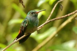 Szmaragdzik brązowosterny - Amazilia tzacatl - Rufous-tailed Hummingbird