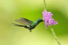 Kolcosterek zielony - Discosura conversii - Green Thorntail