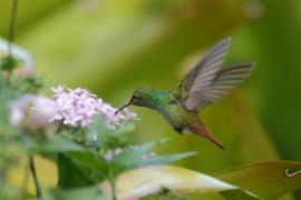 Szmaragdzik brązowosterny - Amazilia tzacatl - Rufous-tailed Hummingbird