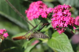 Szmaragdzik brązowosterny - Amazilia tzacatl - Rufous-tailed Hummingbird