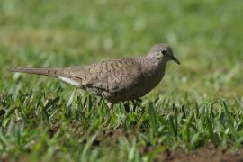 Gołąbeczek aztecki - Columbina inca - Inca Dove