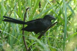 Kleszczojad bruzdodzioby - Crotophaga sulcirostris - Groove-billed Ani