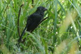 Kleszczojad bruzdodzioby - Crotophaga sulcirostris - Groove-billed Ani