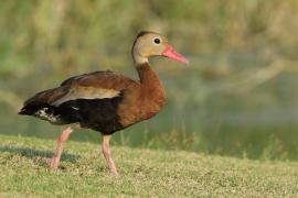 Drzewica czarnobrzucha - Dendrocygna autumnalis - Black-bellied Whistling-duck