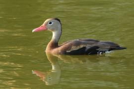 Drzewica czarnobrzucha - Dendrocygna autumnalis - Black-bellied Whistling-duck