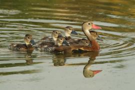 Drzewica czarnobrzucha - Dendrocygna autumnalis - Black-bellied Whistling-duck
