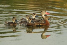 Drzewica czarnobrzucha - Dendrocygna autumnalis - Black-bellied Whistling-duck