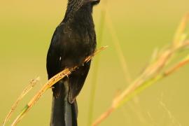 Kleszczojad bruzdodzioby - Crotophaga sulcirostris - Groove-billed Ani