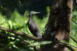 Tygryska nagobroda - Tigrisoma mexicanum - Bare-throated Tiger-Heron