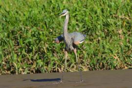 Czapla modra - Ardea herodias - Great Blue Heron