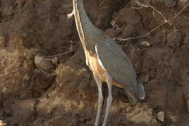 Tygryska nagobroda - Tigrisoma mexicanum - Bare-throated Tiger-Heron