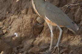 Tygryska nagobroda - Tigrisoma mexicanum - Bare-throated Tiger-Heron