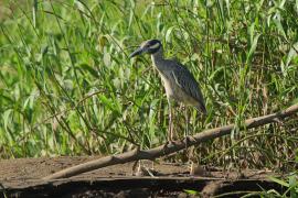Ślepowron żółtoczelny - Nyctanassa violacea - Yellow-crowned Night-Heron