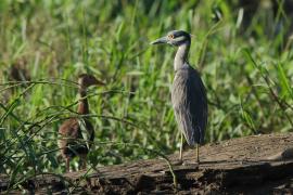 Ślepowron żółtoczelny - Nyctanassa violacea - Yellow-crowned Night-Heron